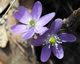 Anemone acutiloba 3225